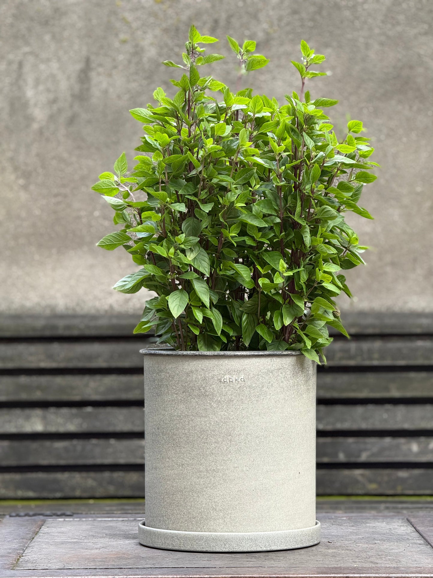 Everleaf Thai Towers Basil | Ocimum basilicum | Aromatic Thai Basil therapyofflowers.com