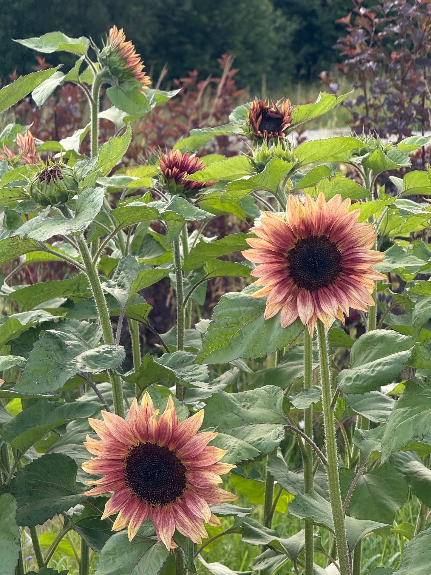 Sunflower ProCut® Plum F1 | Helianthus annuus therapyofflowers.com