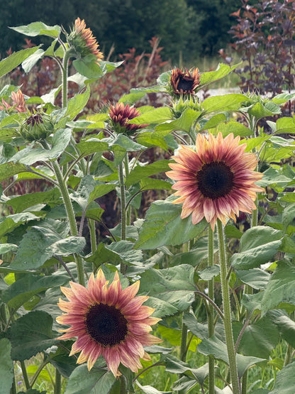 Sunflower ProCut® Plum F1 | Helianthus annuus therapyofflowers.com