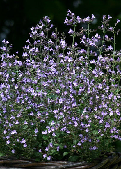 Calamintha nepeta Marvelette Blue | Lesser Calamint therapyofflowers.com