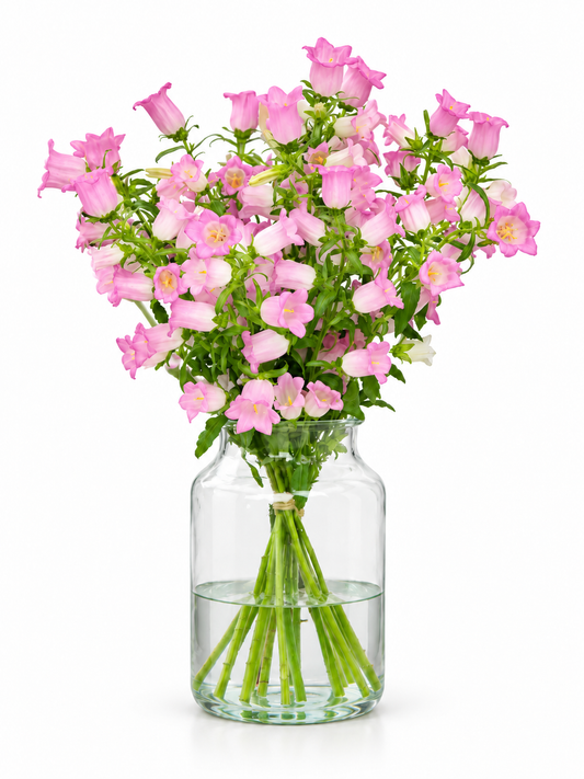 Pulkstenīte Champion Pink