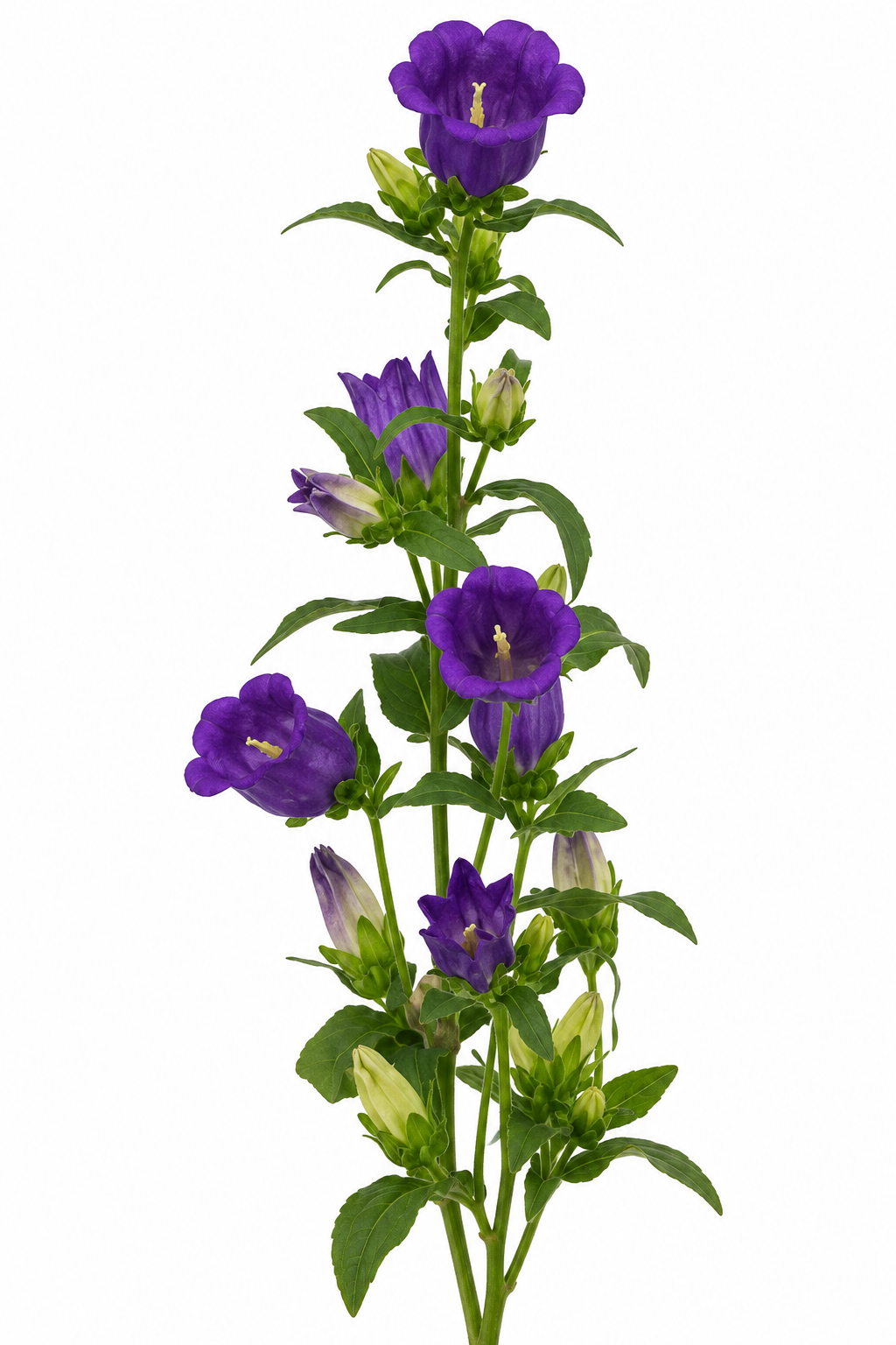 Campanula medium Campana Blue Deep | Bellflower | Pelleted therapyofflowers.com