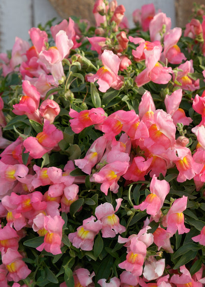 Nokarenā lauvmutīte Candy Showers Pink F1 | Antirrhinum majus 