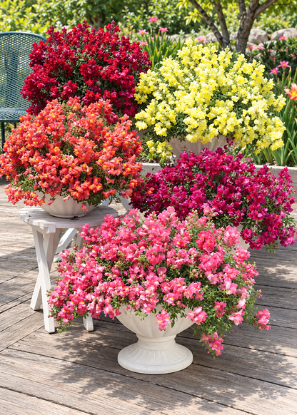 Nokarenā lauvmutīte Candy Showers Pink F1 | Antirrhinum majus 