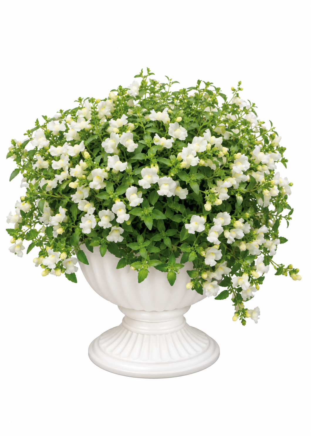 Antirrhinum majus Candy Showers White F1 | Trailing Snapdragon