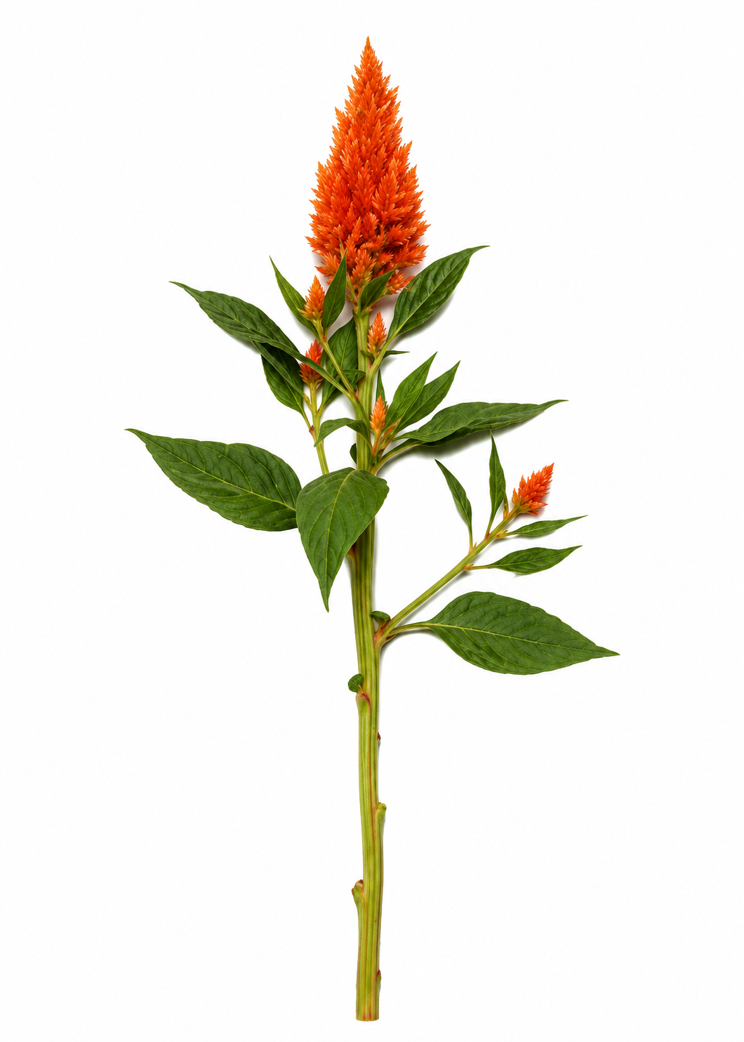 Spalvu celozija Sunday™ Bright Orange | Celosia plumosa | Grieztais zieds