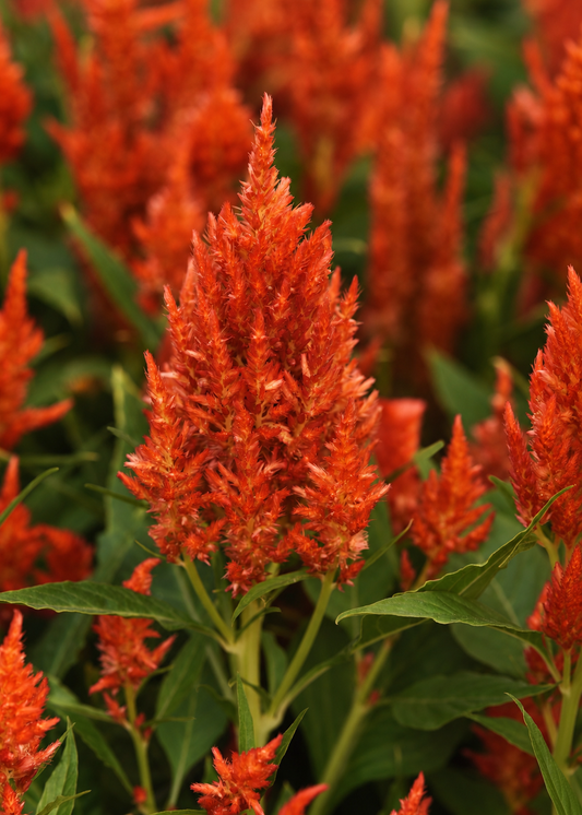 Spalvu celozija Sunday™ Bright Orange | Celosia plumosa | Grieztais zieds