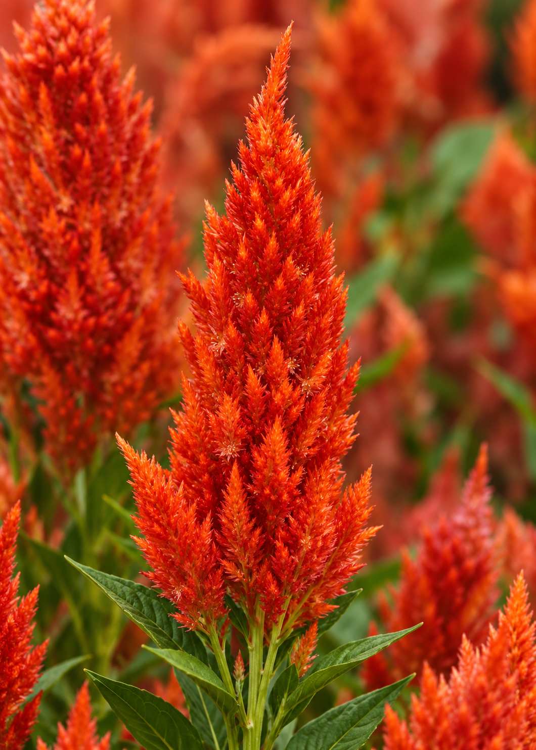 Spalvu celozija Sunday™ Bright Orange | Celosia plumosa | Grieztais zieds