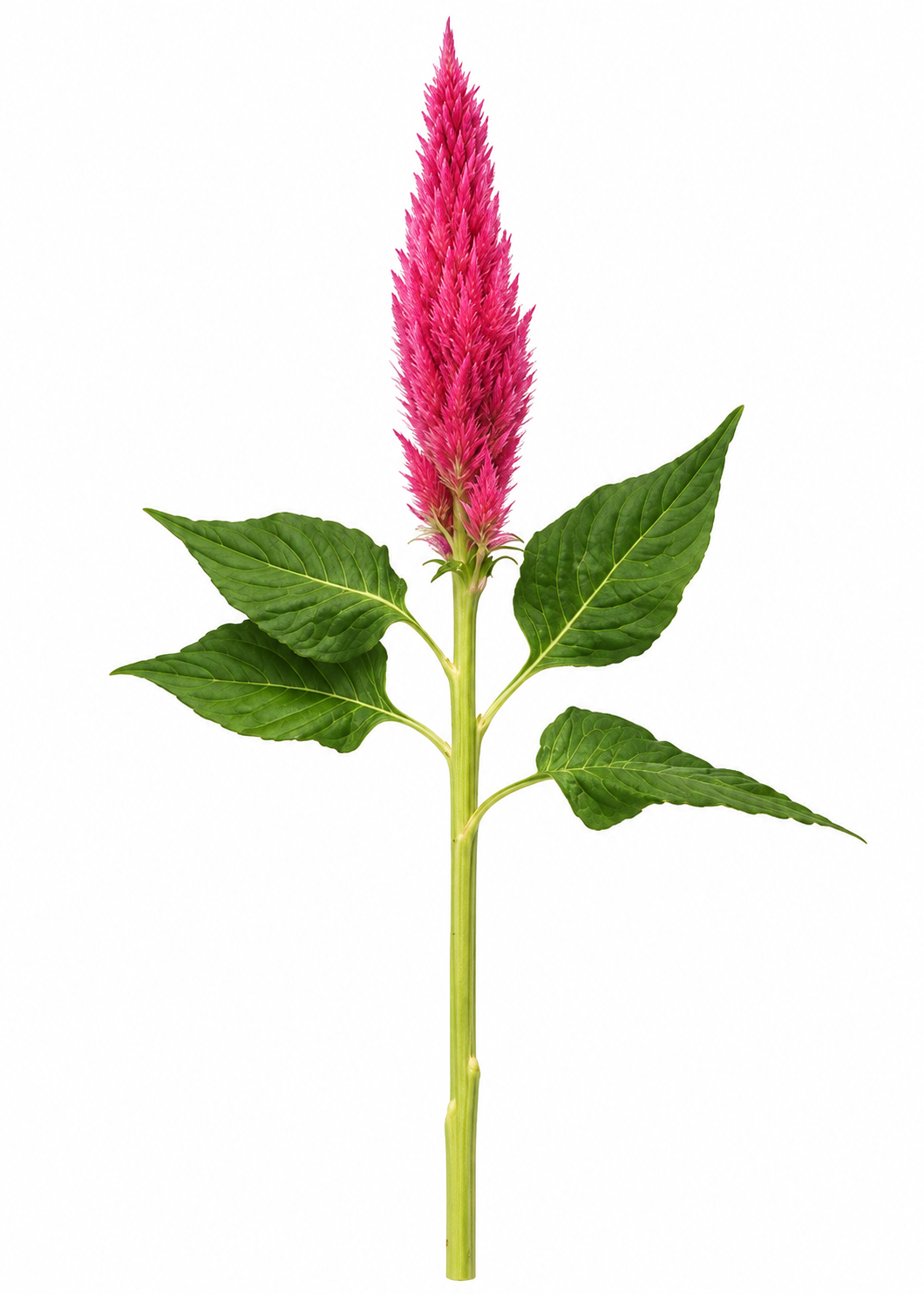 Spalvu celozija Sunday™ Bright Orange | Celosia plumosa | Grieztais zieds