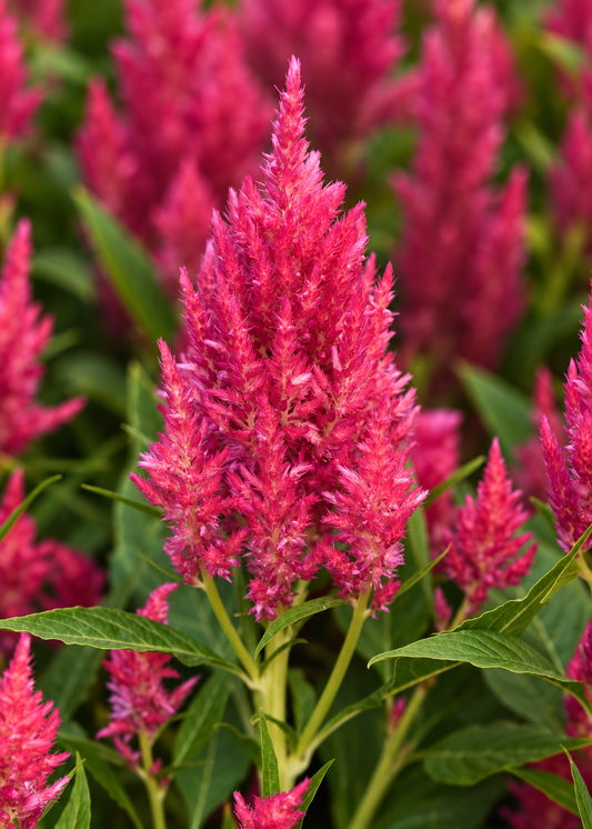 Spalvu celozija Sunday™ Bright Orange | Celosia plumosa | Grieztais zieds