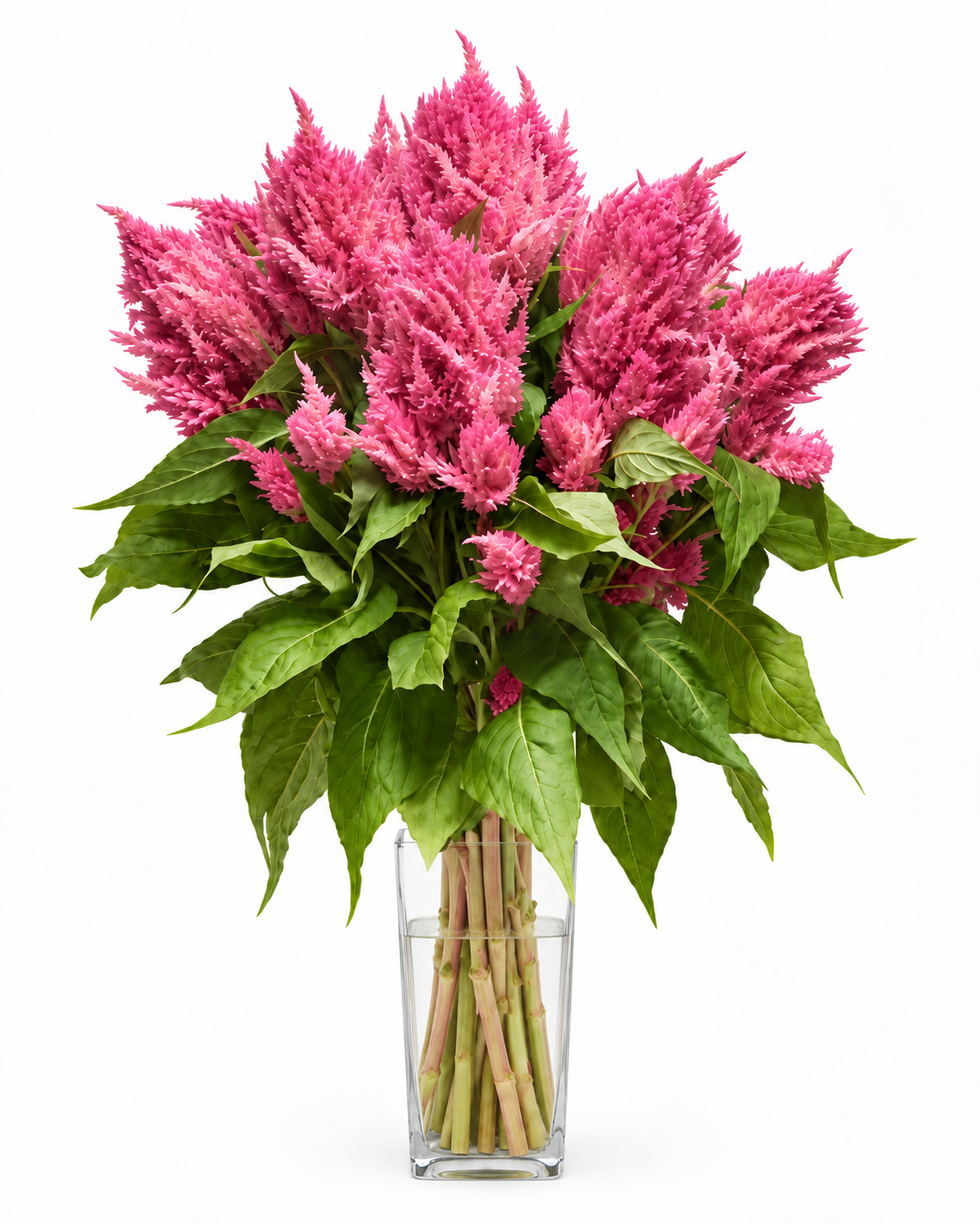 Spalvu celozija Sunday™ Bright Orange | Celosia plumosa | Grieztais zieds