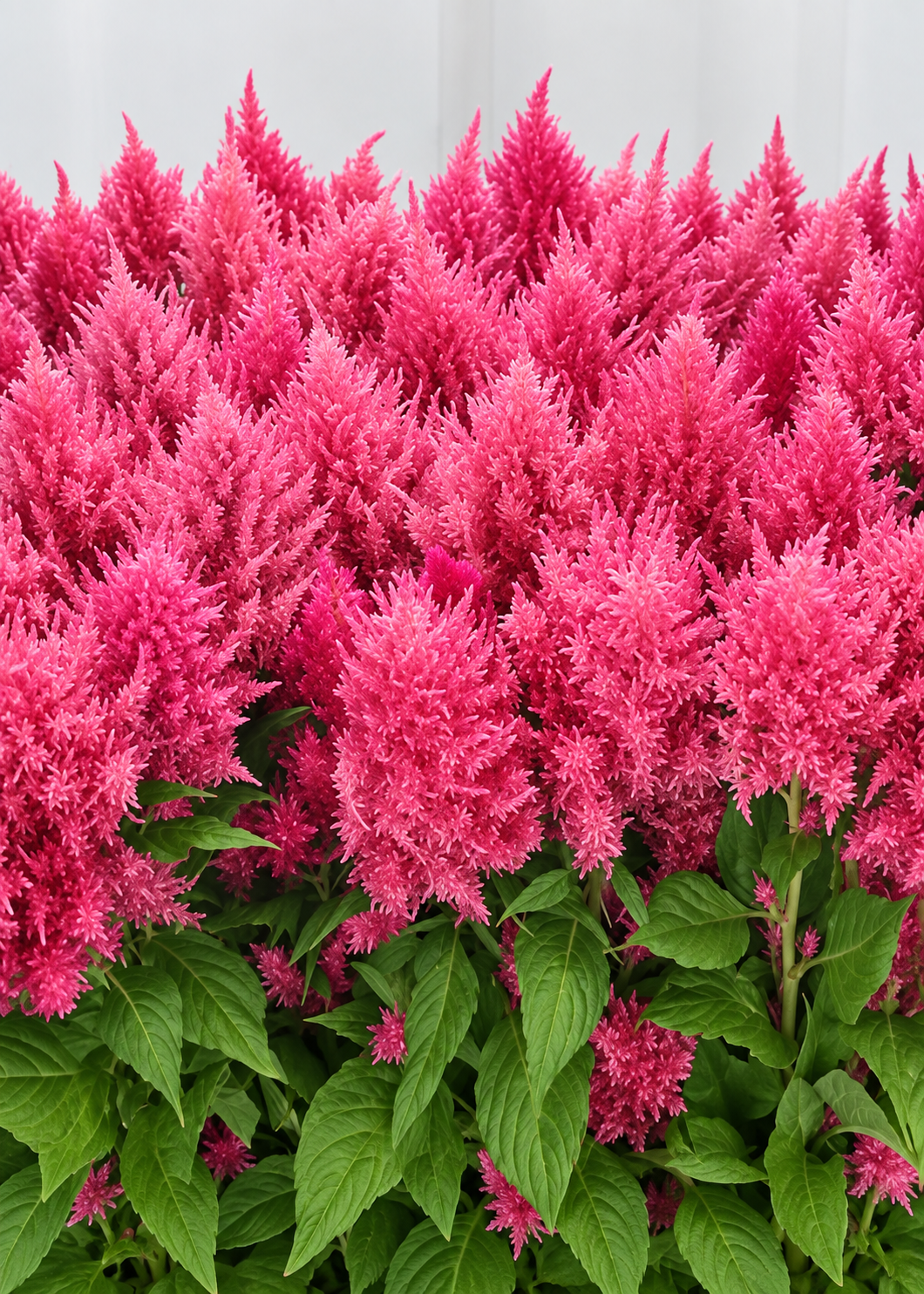 Spalvu celozija Sunday™ Bright Orange | Celosia plumosa | Grieztais zieds
