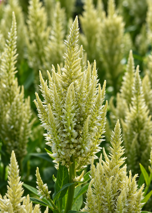 Spalvu celozija Sunday™ Green | Celosia plumosa | Grieztais zieds