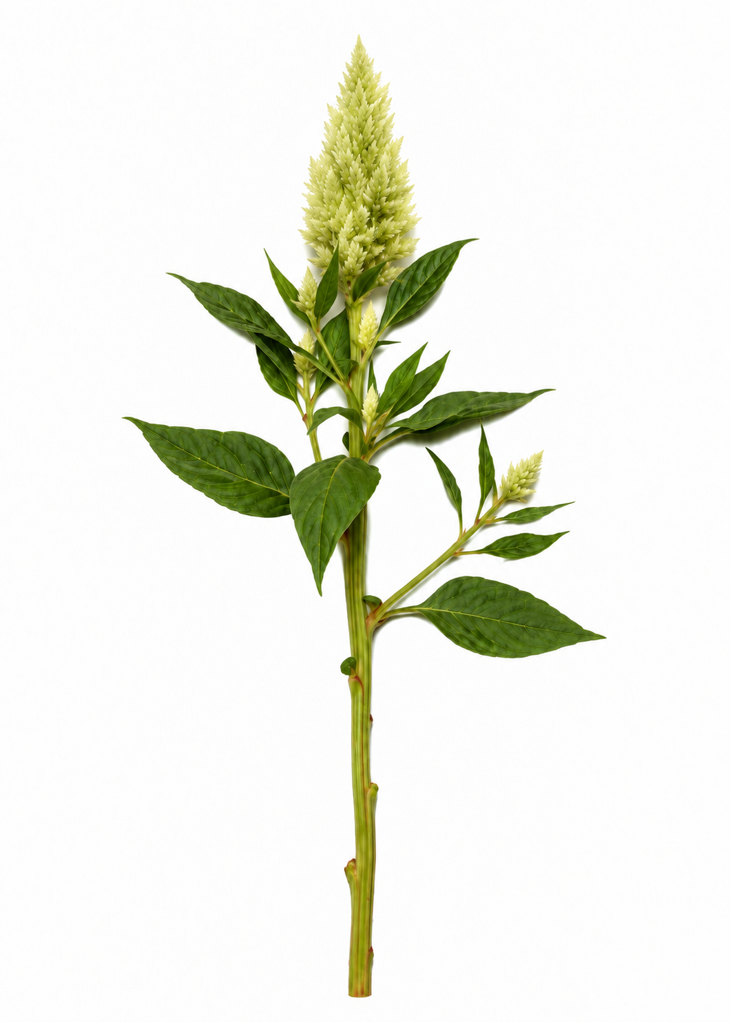 Spalvu celozija Sunday™ Green | Celosia plumosa | Grieztais zieds