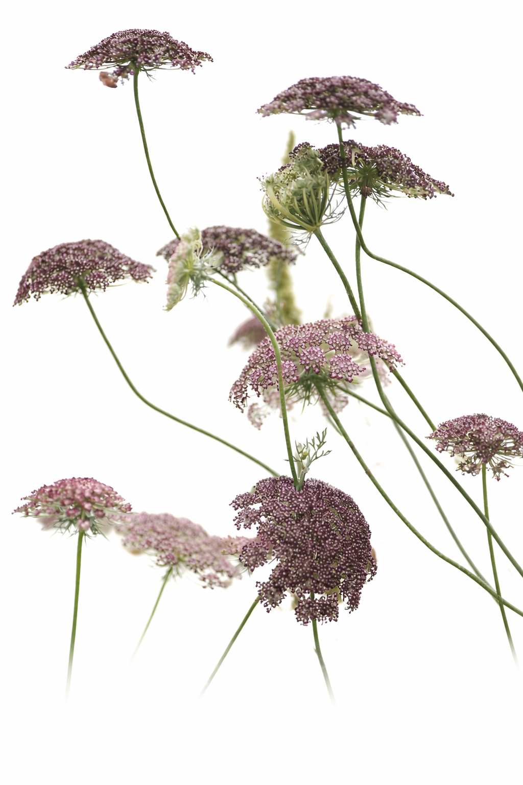 Daucus carota Purple Kisses | Wild Carrot therapyofflowers.com