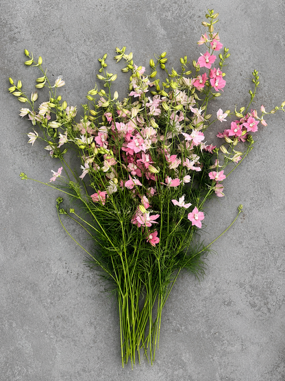 Delphinium consolida QIS® Light Pink | Larkspur therapyofflowers.com