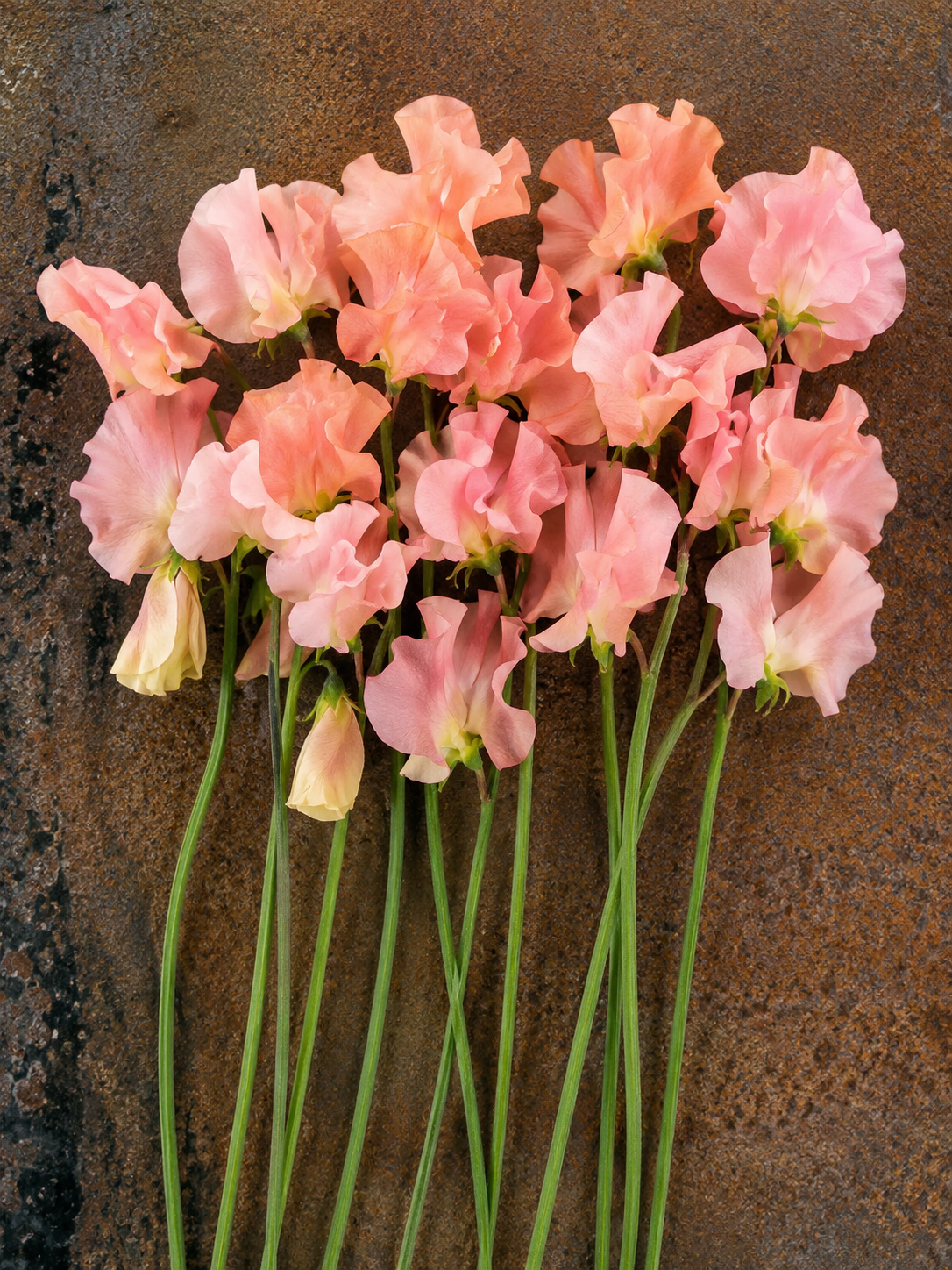 Lathyrus odoratus Spring Sunshine Peach | Sweet Pea therapyofflowers.com