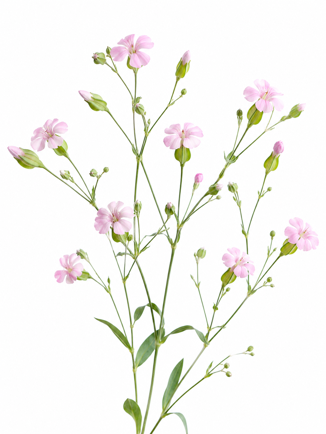 Saponaria vaccaria Pink Beauty | Cowcockle therapyofflowers.com