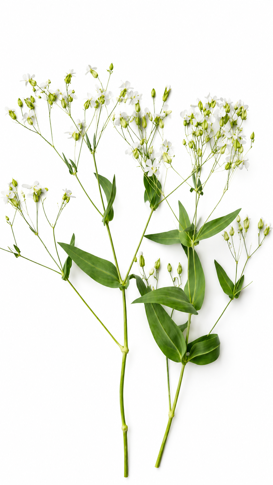 Saponaria vaccaria White Beauty | Cowcockle therapyofflowers.com