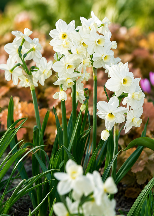 Narcissus Silver Chimes | Tazetta Daffodil Bulbs therapyofflowers.com