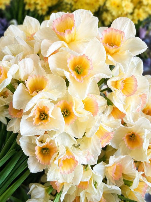 Narcissus Yazz | Jonquilla Daffodil | Cut flower therapyofflowers.com