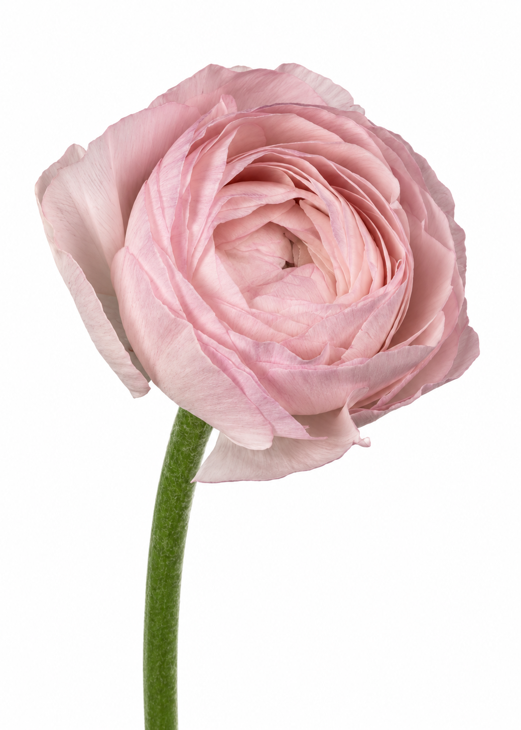 Ranunculus Elegance® ROSA CHIARO 85P B&B |  Italian Ranunculus | Corm size: 4/5 therapyofflowers.com