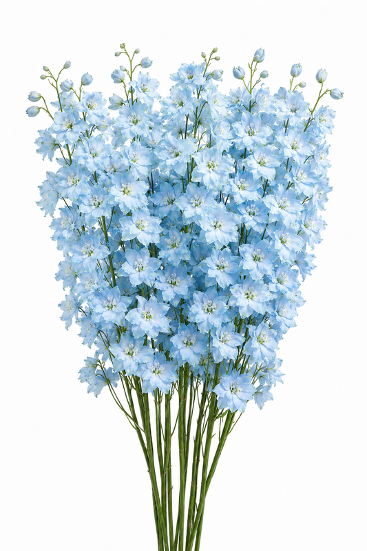 Delphinium hybrida Benary's Pacific Summer Skies | Candle Delphinium therapyofflowers.com