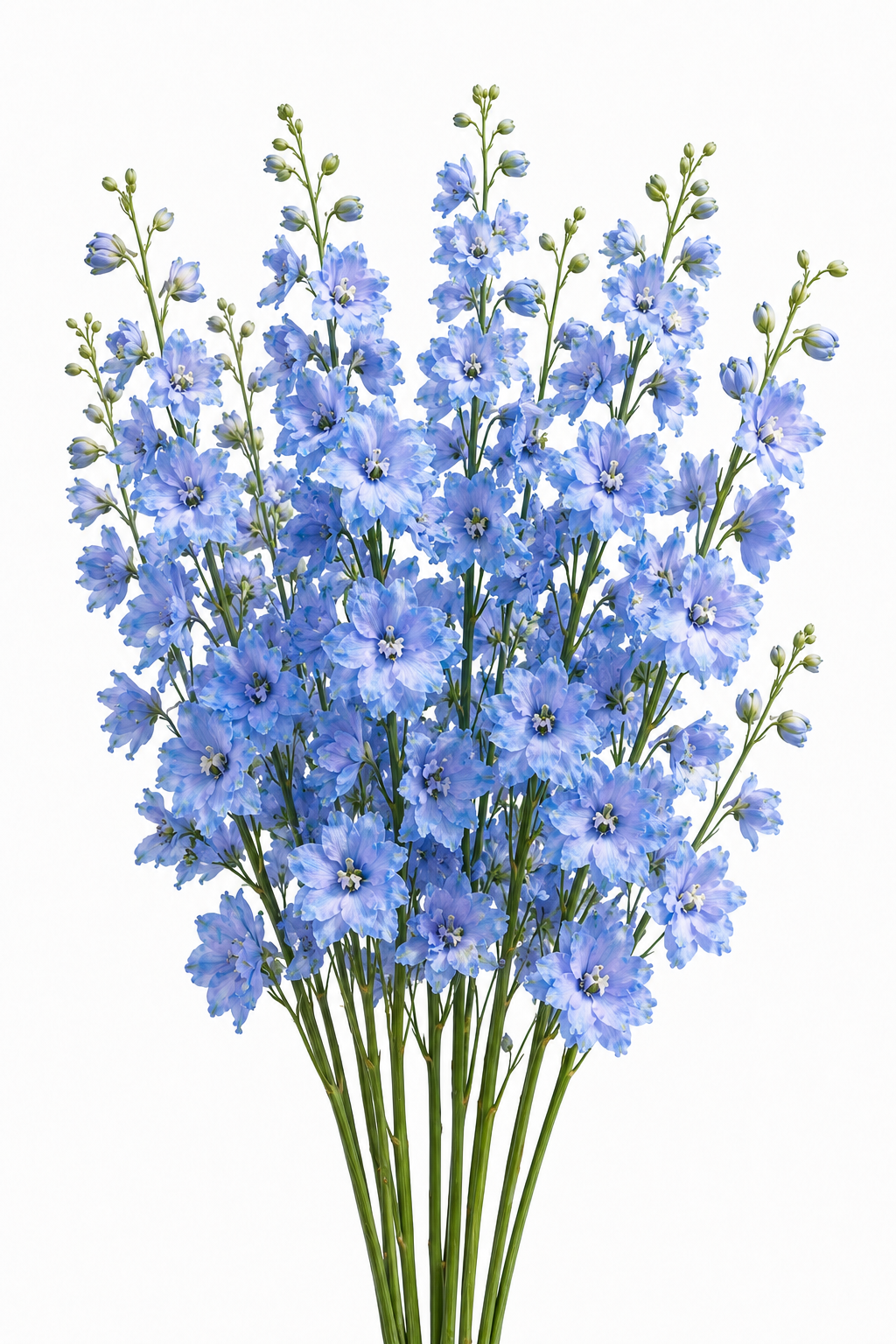 Delphinium Benary's Pacific Cameliard | Delphinium hybrida | Cut Flower therapyofflowers.com