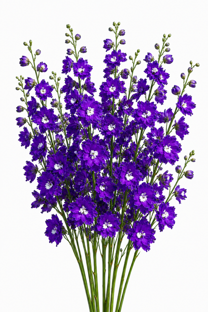 Delphinium Benary's Pacific King Arthur | Delphinium hybrida | Cut Flower therapyofflowers.com