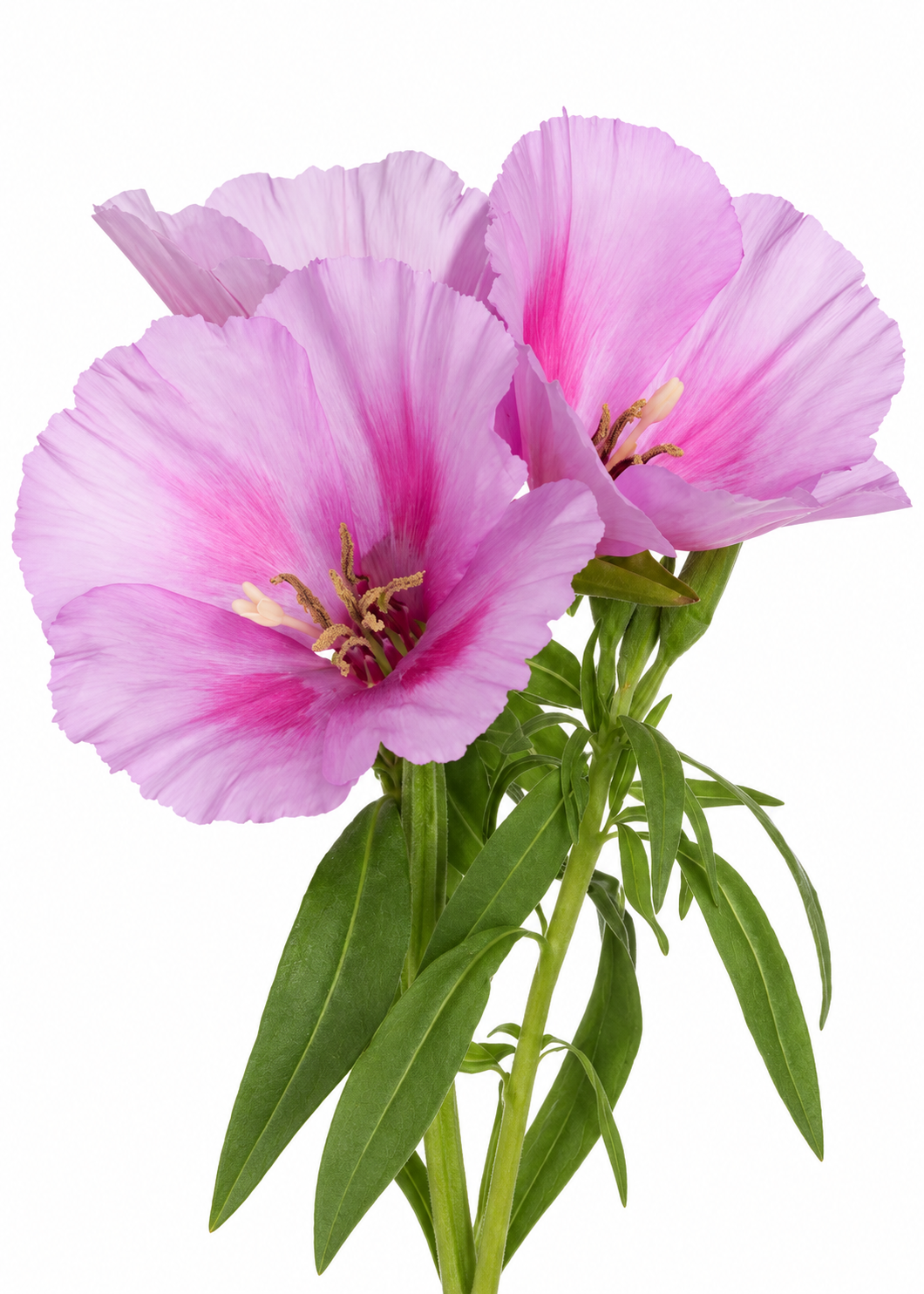 Maigā klarkija Grace Lavender F1 | Clarkia amoena