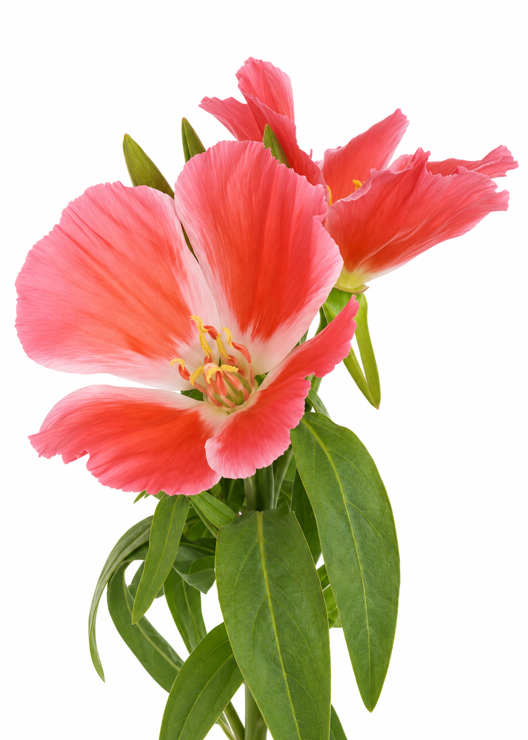 Maigā klarkija Grace Salmon F1 | Clarkia amoena