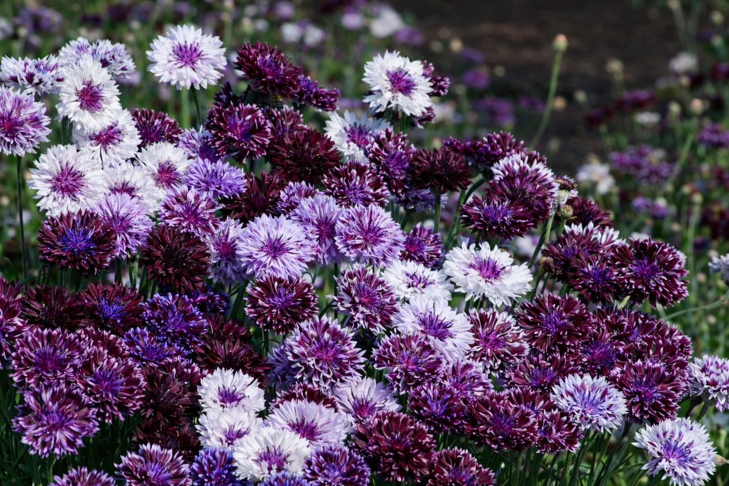 Centaurea cyanus Classic Magic | Cornflower therapyofflowers.com