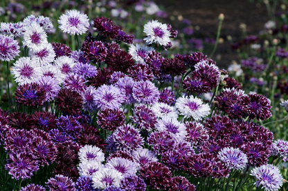 Centaurea cyanus Classic Magic | Cornflower therapyofflowers.com
