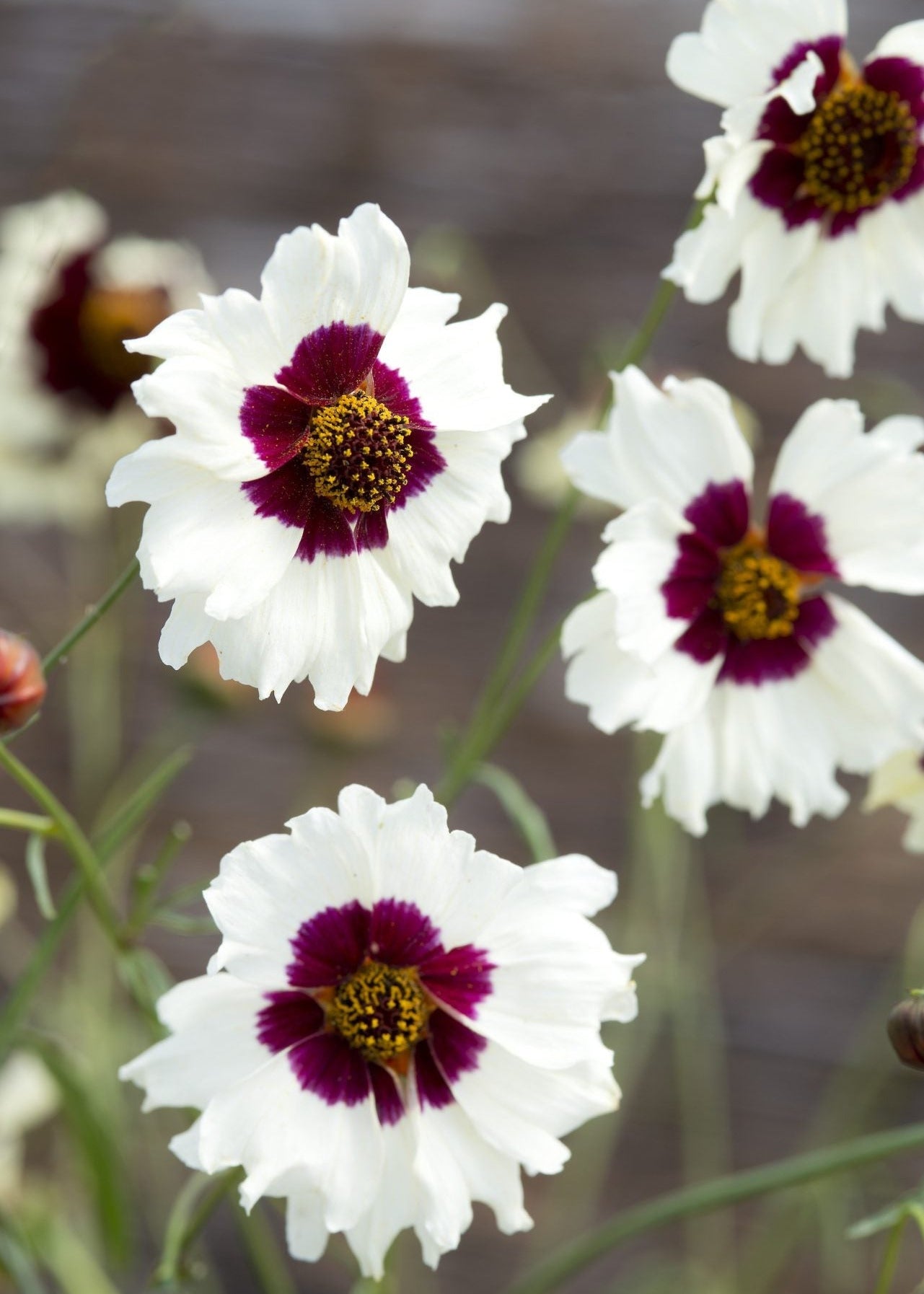 Coreopsis x hybrida Incredible! Swirl | Tickseed therapyofflowers.com