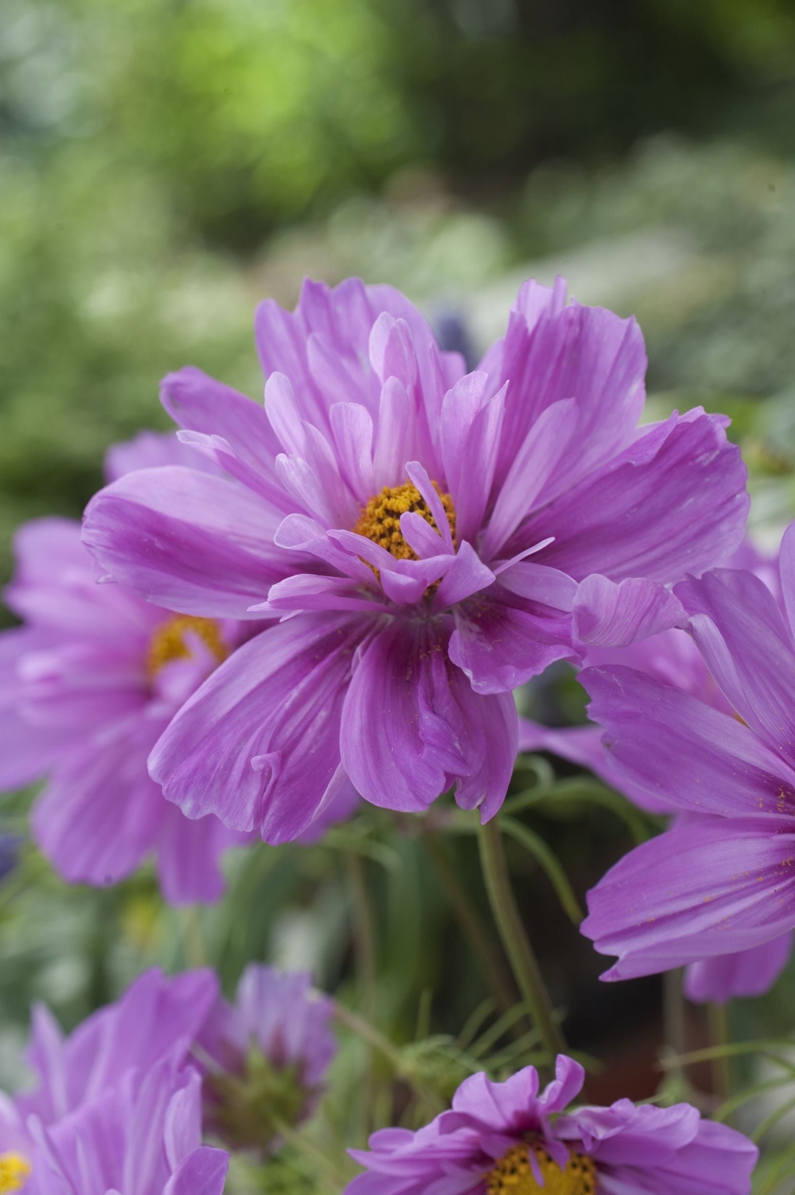 Cosmos bipinnatus Fizzy Pink Dark Centre | Tall plants therapyofflowers.com