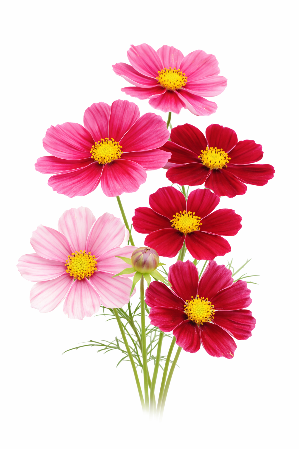 Cosmos bipinnatus Antiquity | Very early and Short plants | H-45 cm therapyofflowers.com