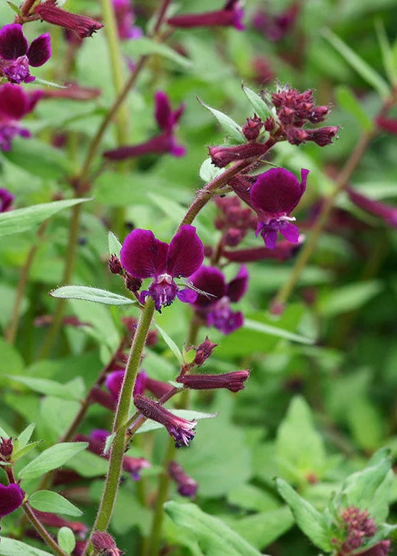 Cuphea lanceolata Purple Passion | Bat-faced Cuphea therapyofflowers.com