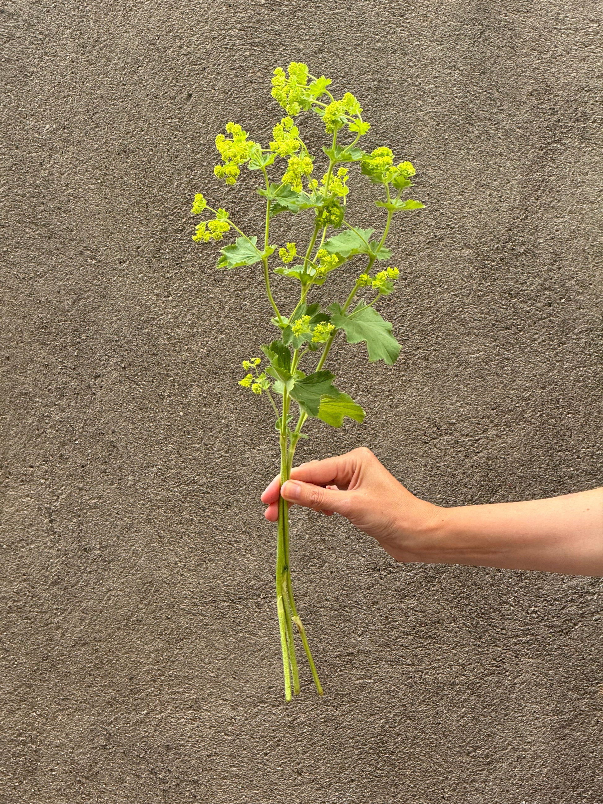 Alchemilla mollis Thriller® | Lady's-mantle therapyofflowers.com