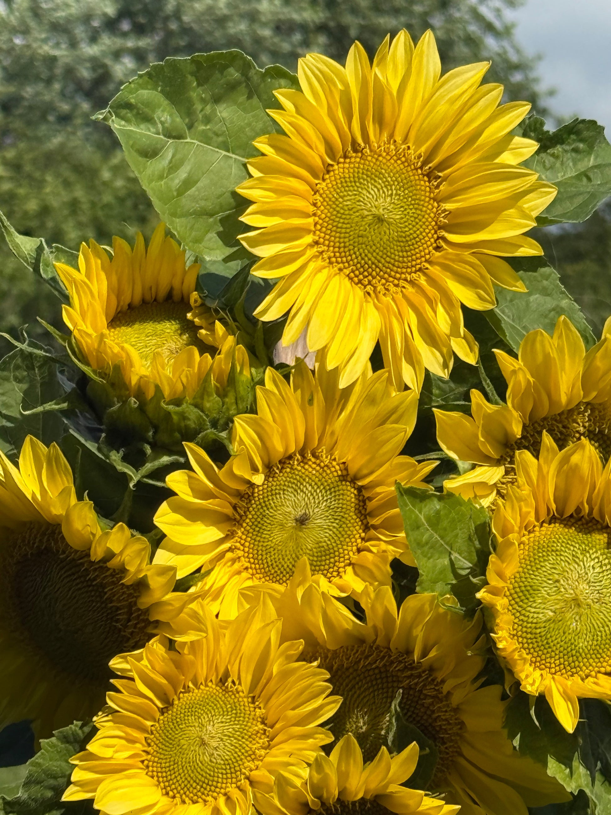 Sunflower ProCut® Lemon Lite F1 | Helianthus annuus | New! therapyofflowers.com