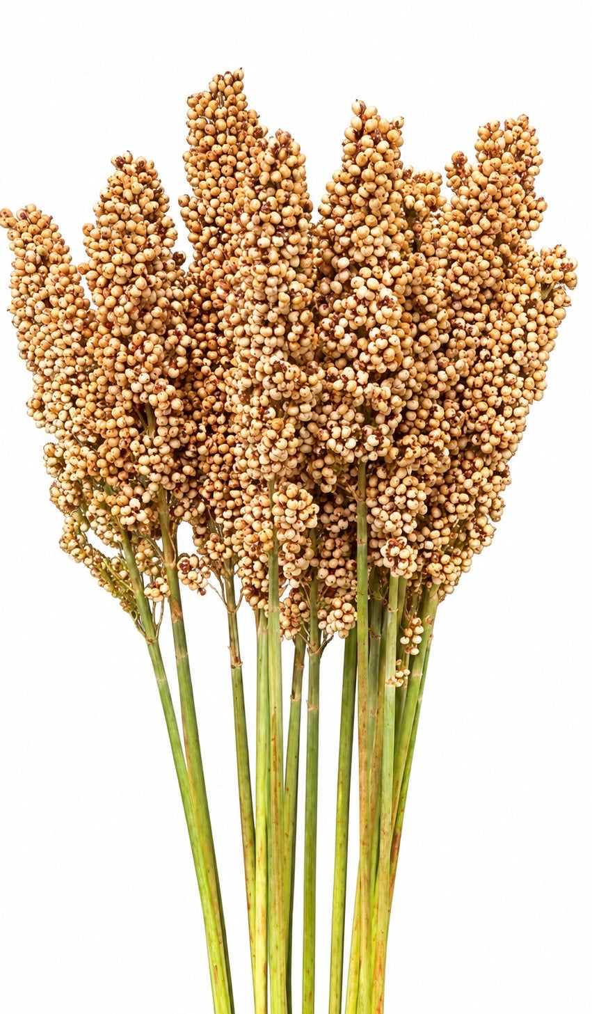 Dekoratīvais sorgo Milaan White | Sorghum nigricans