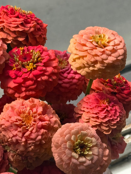 Zinnia elegans OKLAHOMA Salmon | Cut Flower Zinnia therapyofflowers.com