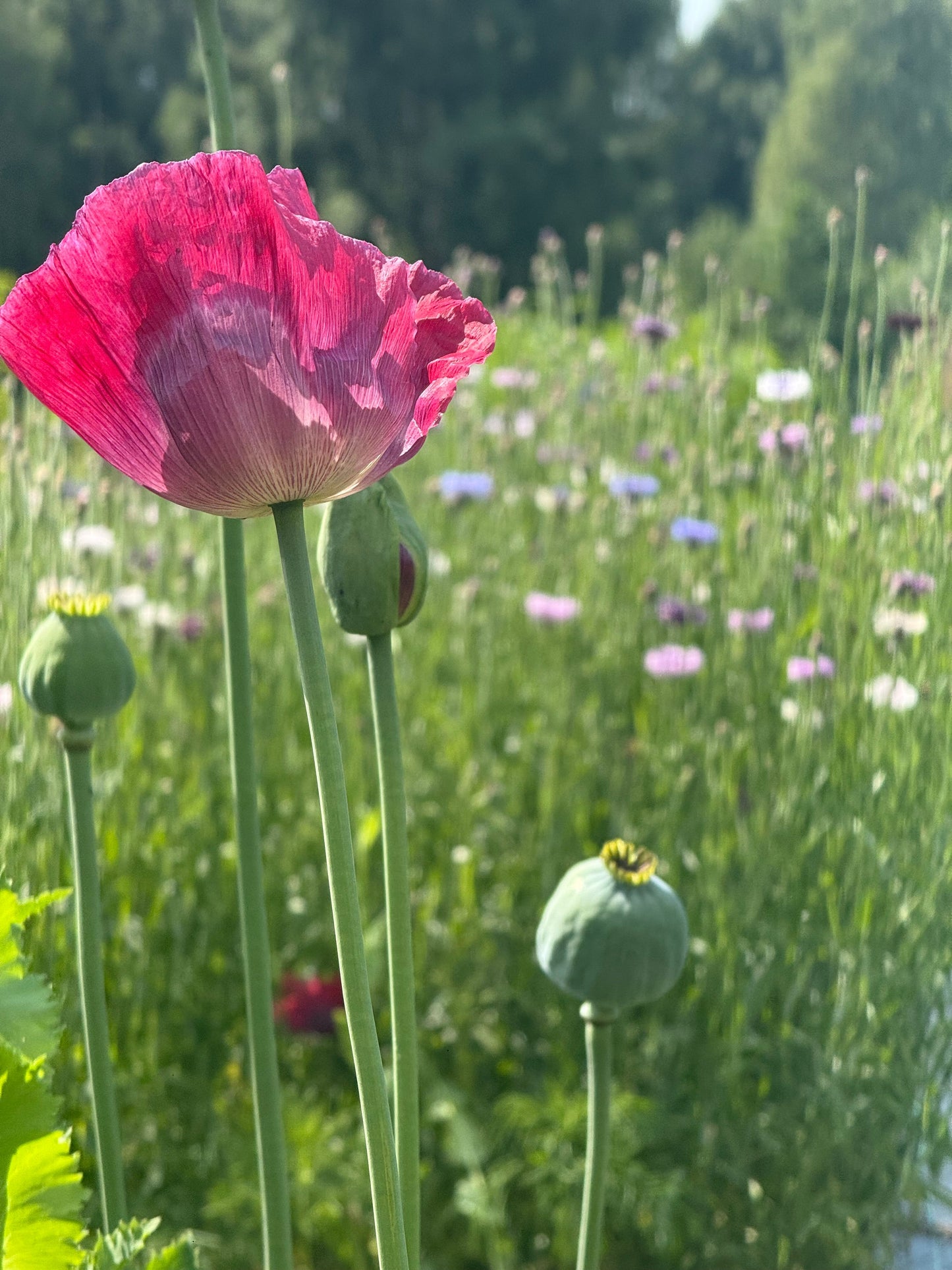 Papaver somniferum Bowling Ball | Breadseed Poppies therapyofflowers.com