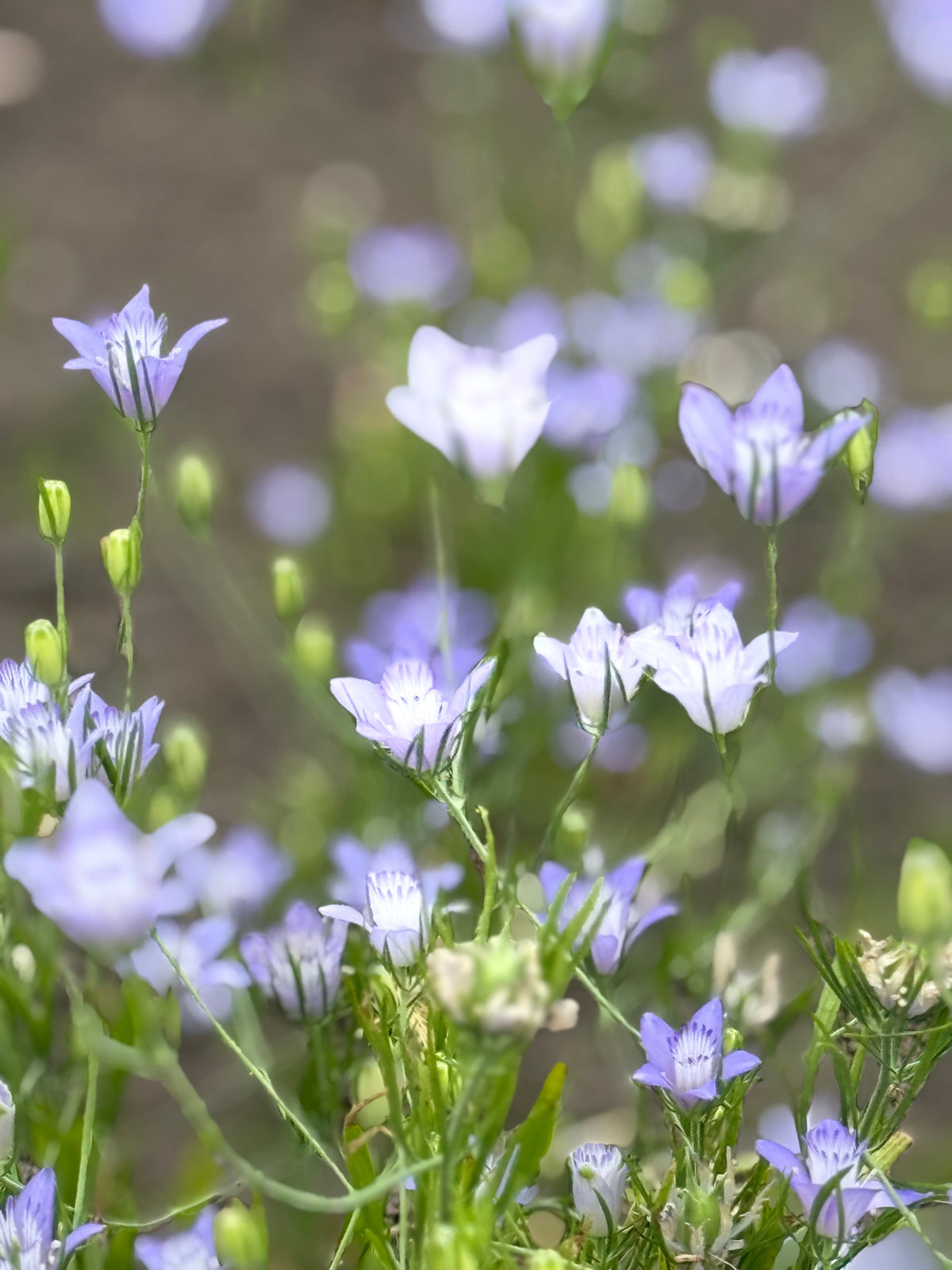 Nigella bucharica Blue Stars | Love-in-a-Mist therapyofflowers.com