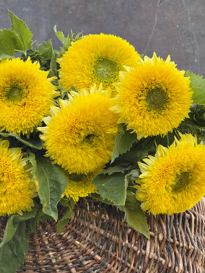 Sunflower Gummy Bear | Helianthus annuus | Short-stemmed cut flower | H 45-70 cm therapyofflowers.com