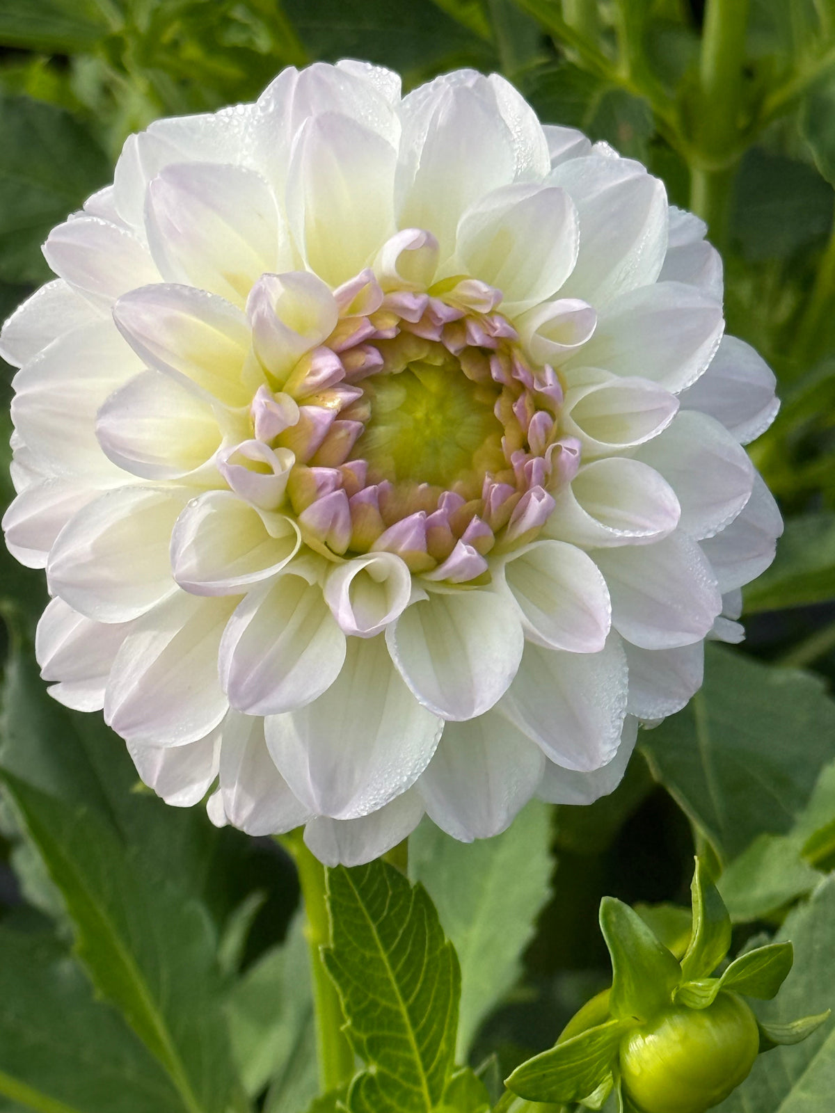 Dahlia Aprīļa Pilieni | Cut Flower Quality therapyofflowers.com