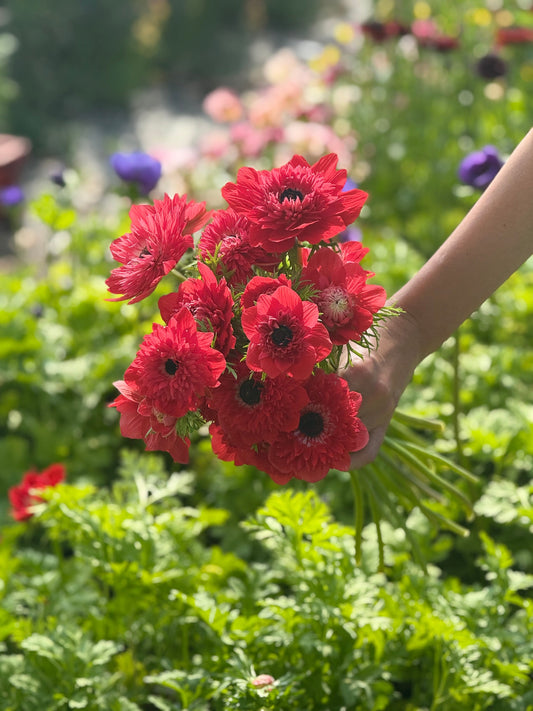 Anemone Levante® ROSSO | Italian Anemone | Corm size: 4/5 therapyofflowers.com