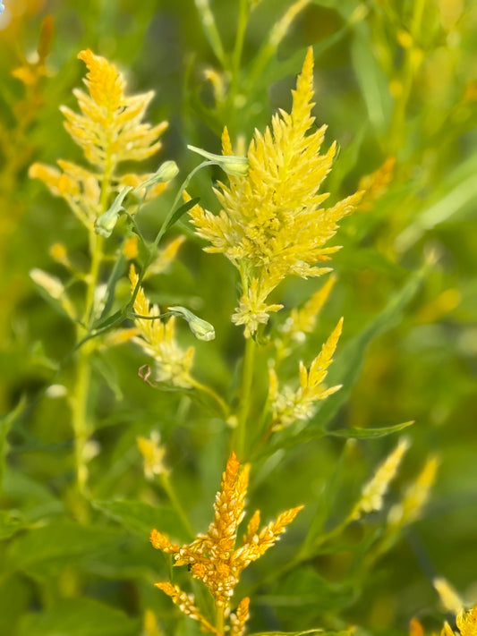 Celosia argentea var. plumosa Golden Plume | Feather Celosia | Tall therapyofflowers.com