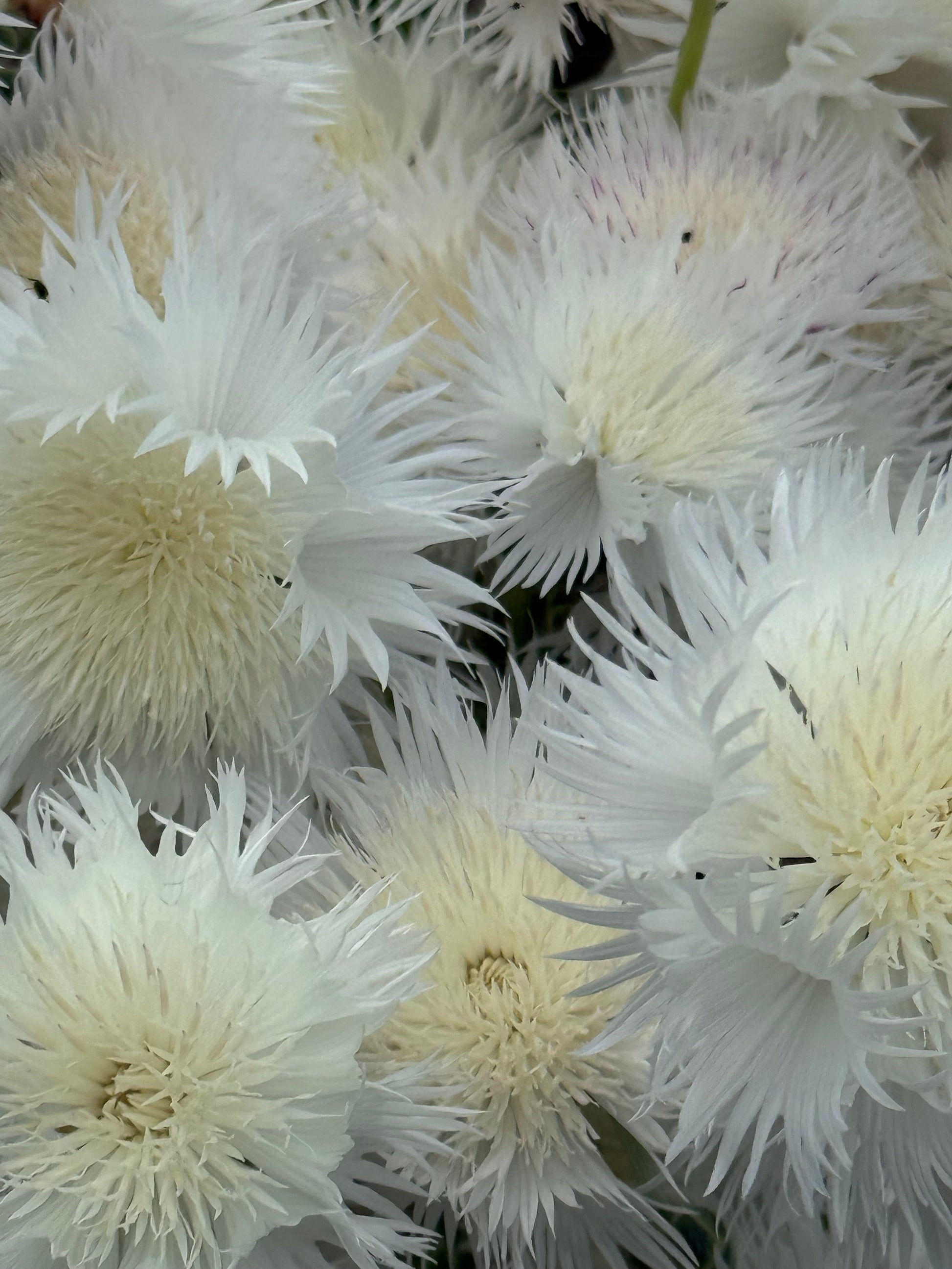 Amberboa moschata The Bride | Sweet Sultan therapyofflowers.com