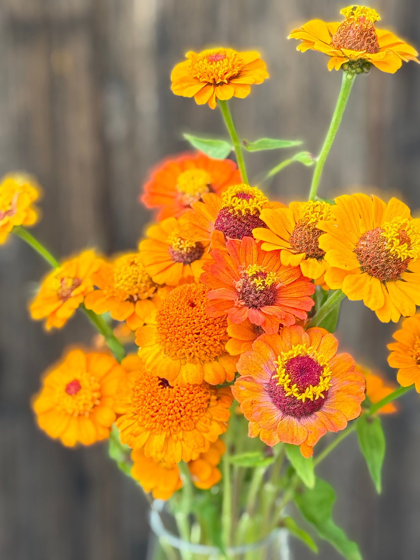 Zinnia elegans Zinderella Orange | Scabiosa-Flowered Zinnia therapyofflowers.com