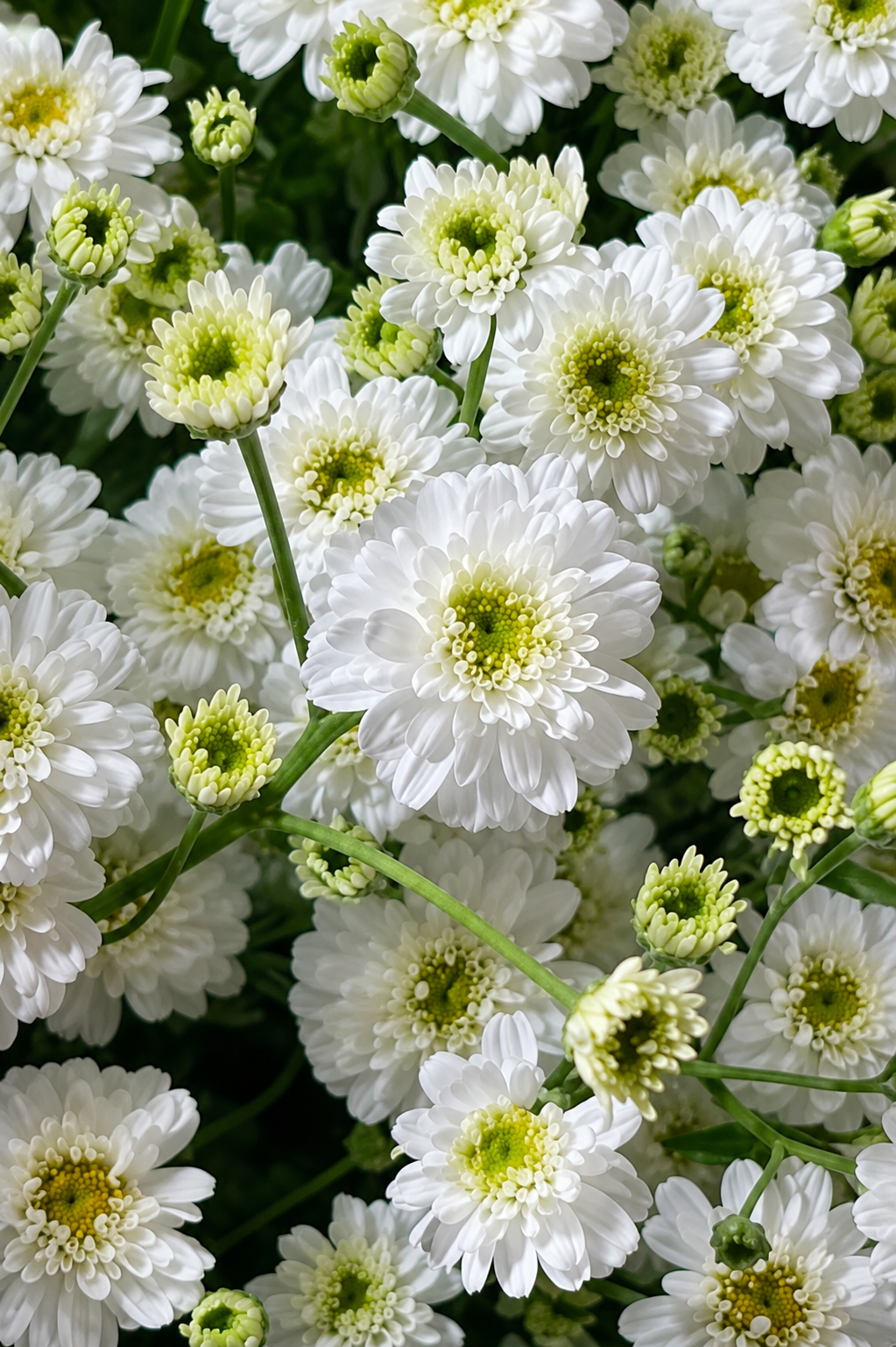 Tanacetum parthenium Tetra Eva White | Feverfew | Pelleted therapyofflowers.com